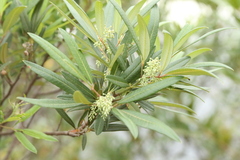 Searsia angustifolia