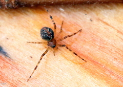 Theridion pinastri