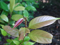 Castanopsis carlesii