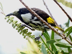 Phylidonyris niger