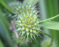 Sparganium erectum neglectum