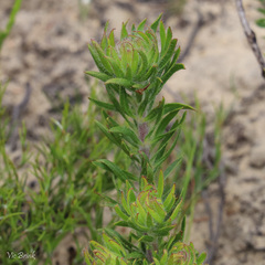 Aspalathus aspalathoides
