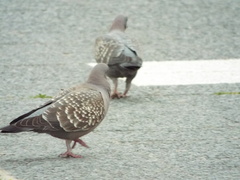 Patagioenas maculosa