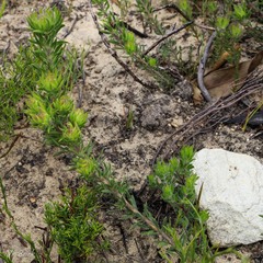 Aspalathus aspalathoides