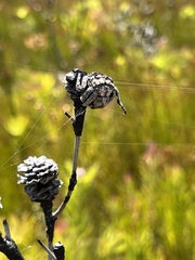 Caerostris sexcuspidata