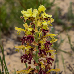 Tritoniopsis parviflora