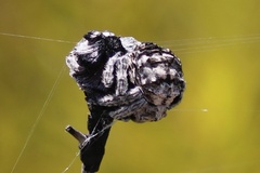 Caerostris sexcuspidata