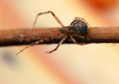 Theridion pinastri