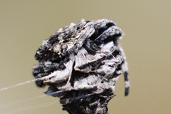 Caerostris sexcuspidata