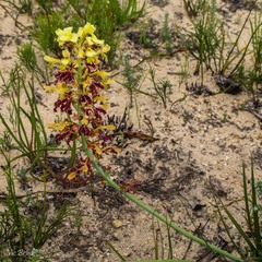 Tritoniopsis parviflora