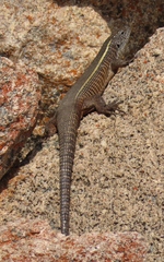 Matobosaurus validus