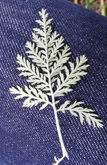 Artemisia afra