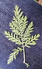 Artemisia afra