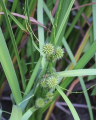 Sparganium erectum neglectum