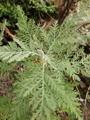 Artemisia afra