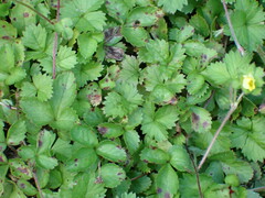 Potentilla hebiichigo