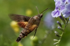 Macroglossum