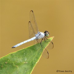 Chalcostephia flavifrons