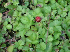 Potentilla hebiichigo