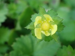 Potentilla hebiichigo