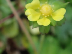 Potentilla hebiichigo