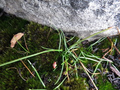 Ornithogalum schlechterianum