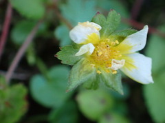 Potentilla hebiichigo