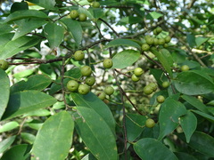 Prunus phaeosticta
