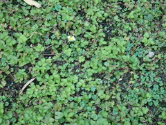 Potentilla hebiichigo