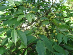 Prunus phaeosticta