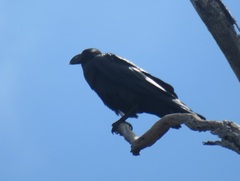 Corvus albicollis