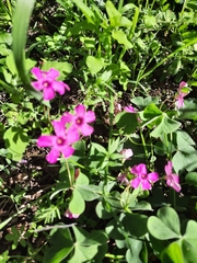 Oxalis articulata