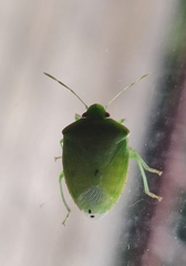 Acrosternum millierei