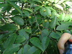 Prunus phaeosticta