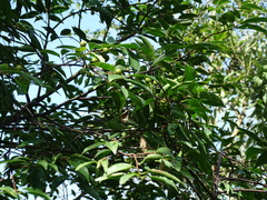 Prunus phaeosticta