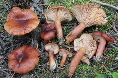 Lactarius badiosanguineus