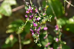 Lespedeza floribunda