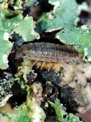 Porcellionidae