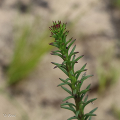 Cyclopia genistoides