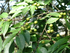 Prunus phaeosticta