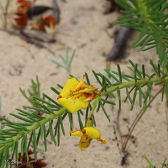 Cyclopia genistoides