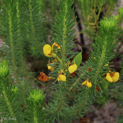 Cyclopia genistoides