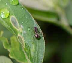 Dolichoderus thoracicus