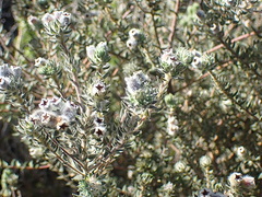 Phylica pubescens