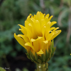 Berkheya herbacea