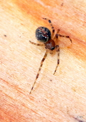 Theridion pinastri