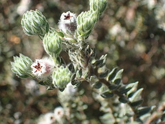 Phylica pubescens
