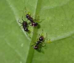 Dolichoderus thoracicus