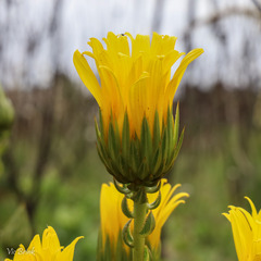 Berkheya herbacea