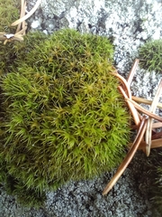 Grimmia trichophylla